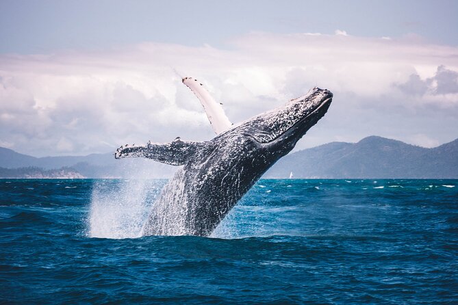 Whale watching DE Tahiti Peninsula - Who should book this Tahiti whale outing