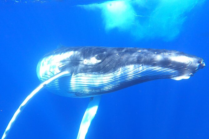 Whale watching in Moorea - Moorea’s humpback season, from July 20 to November 20