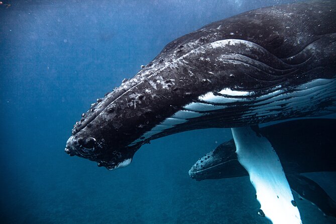 Whale watching in Moorea - What to bring and how to prepare