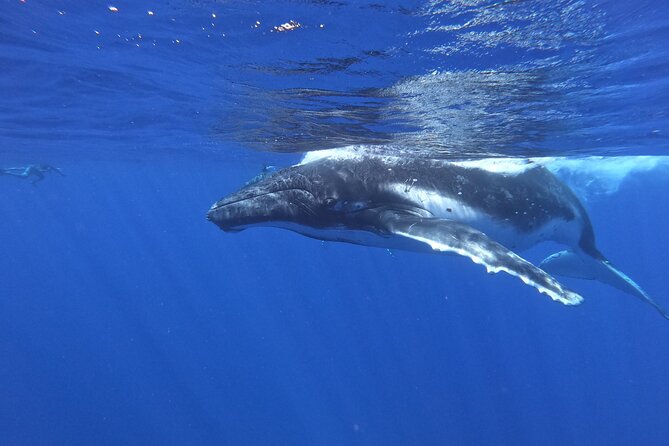 Whale watching in Moorea - What the whale encounter can really involve