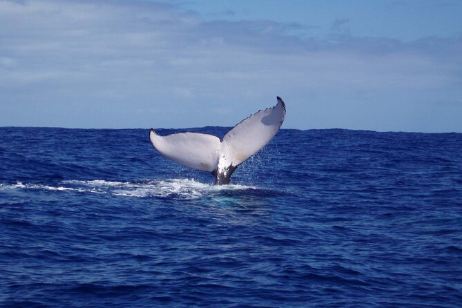 Whale watching in the calm of the peninsula with Tātahi tours - Why this peninsula whale trip feels different