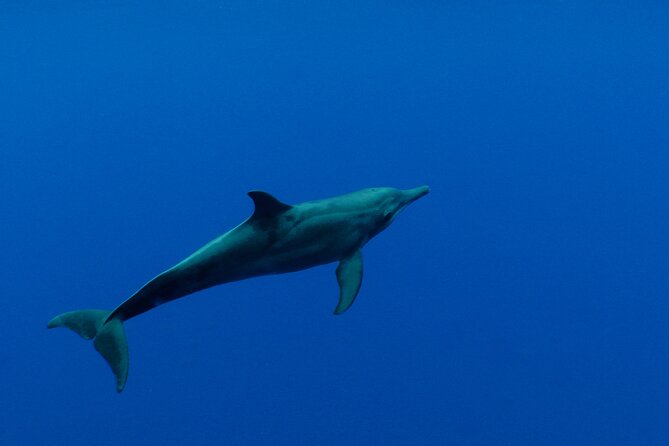 Whale watching in the calm of the peninsula with Tātahi tours - Hearing whale song with the hydrophone
