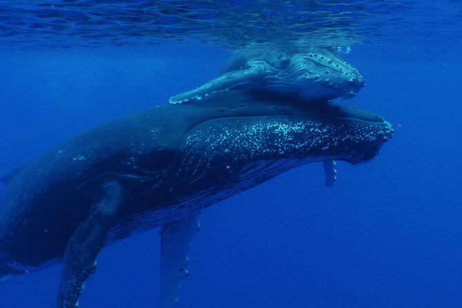 Whale watching in the calm of the peninsula with Tātahi tours - Snorkeling only when conditions are right