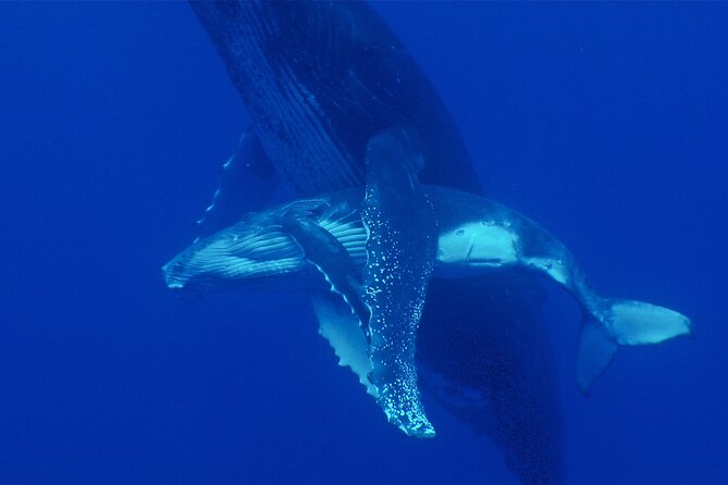 Whale watching in the calm of the peninsula with Tātahi tours - What the $193.13 price buys you