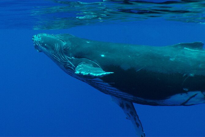 Whale watching in the calm of the peninsula with Tātahi tours - Group size, timing, and practical planning