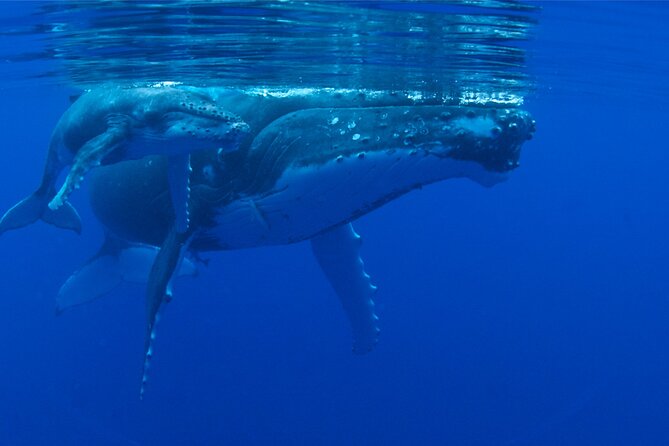 Whale watching in the calm of the peninsula with Tātahi tours - A briefing that gives the whale search some meaning