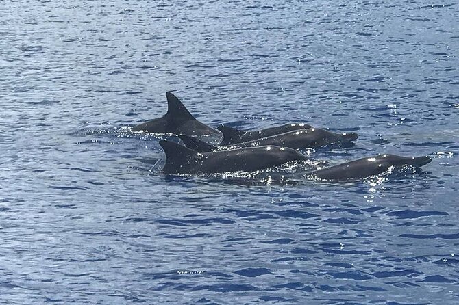 Whale Watching Moorea (non-swimming) - Key points to know before you book