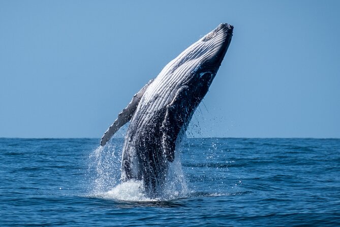 Whale Watching Moorea (non-swimming) - Why a small boat changes the experience