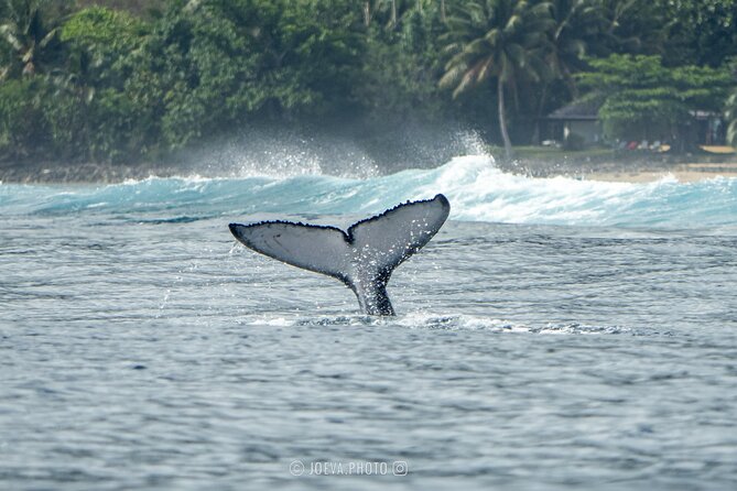 Whale Watching Moorea (non-swimming) - The whale search and what you may see