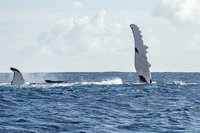 Whale Watching Moorea (non-swimming) - The possible shark and stingray snorkeling stop
