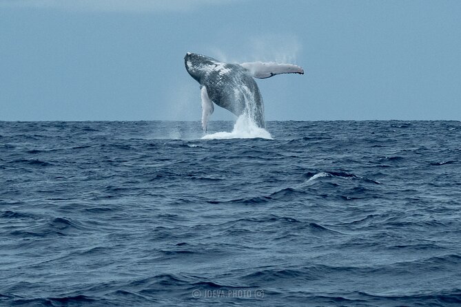 Whale Watching Moorea (non-swimming) - Is $151.83 a fair price?