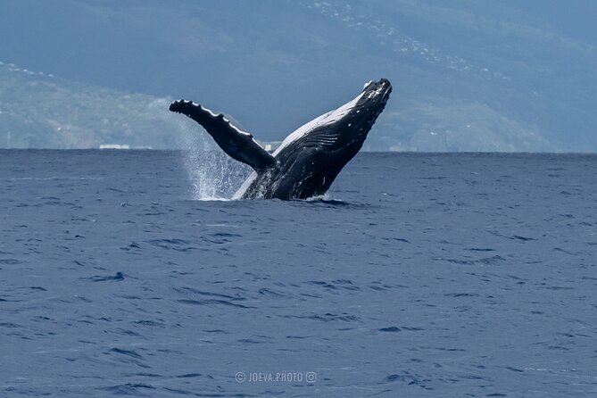 Whale Watching Moorea (non-swimming) - The practical gear I would bring