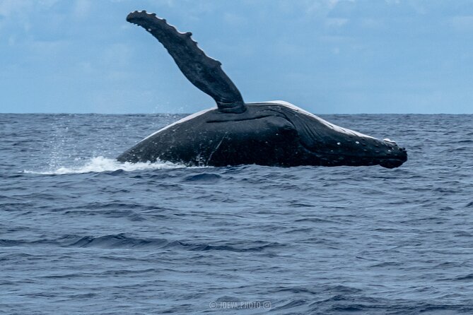 Whale Watching Moorea (non-swimming) - Who will enjoy this most?