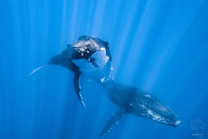Whale watching on the preserved and quiet coast of Paea (Pk26) - Key points to know before booking