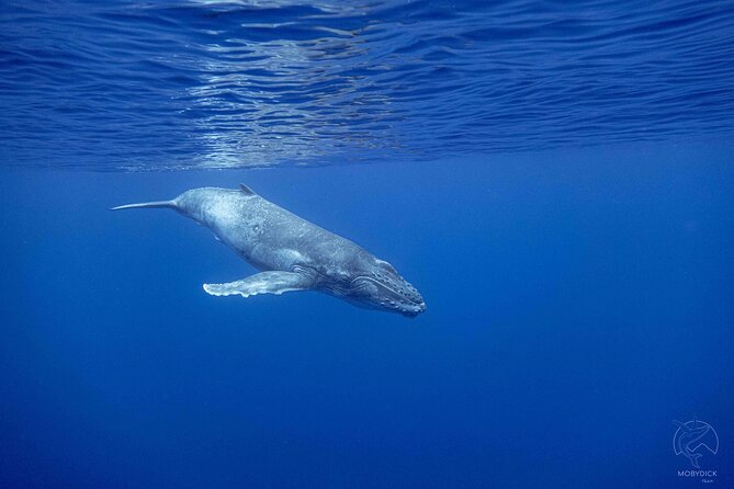 Whale watching on the preserved and quiet coast of Paea (Pk26) - Why Paea is a good place to search for whales