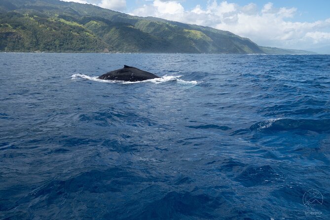 Whale watching on the preserved and quiet coast of Paea (Pk26) - What the four-hour outing is like