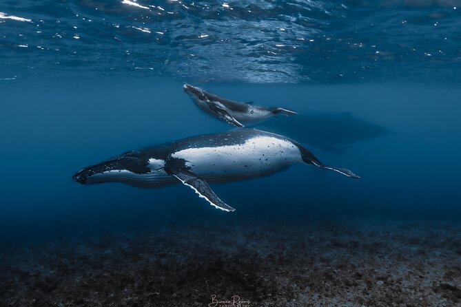 Whale Watching Shared Half Day - A Close Look at Moorea’s Humpback Whale Trip