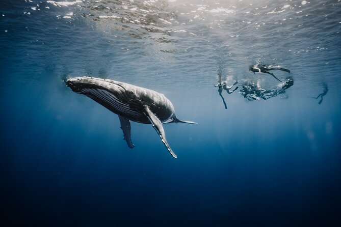 Whale Watching Shared Half Day - Why the Six-Person Limit Matters