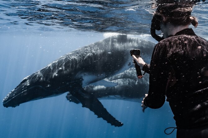 Whale Watching Shared Half Day - Respect for Whales Is the Central Value