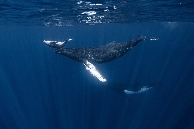 Whale Watching Shared Half Day - Is $270 a Fair Price?