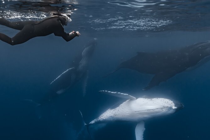 Whale Watching Shared Half Day - Who Should Book This Experience