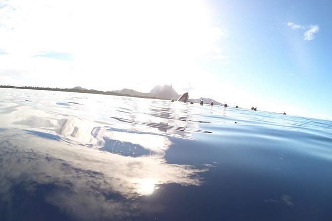 Whale Watching Tours in Bora Bora - A small boat and a very large ocean
