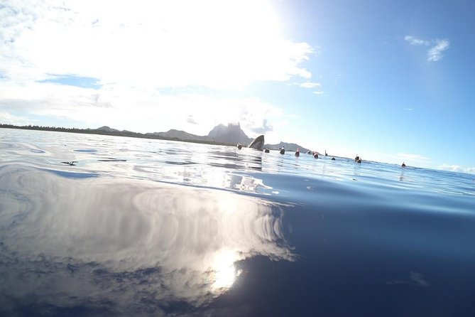 Whale Watching Tours in Bora Bora - Tips for getting more from the outing