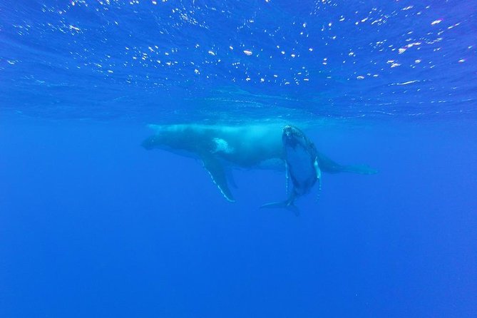 Whale Watching Tours in Bora Bora - Listening for humpback songs with a hydrophone